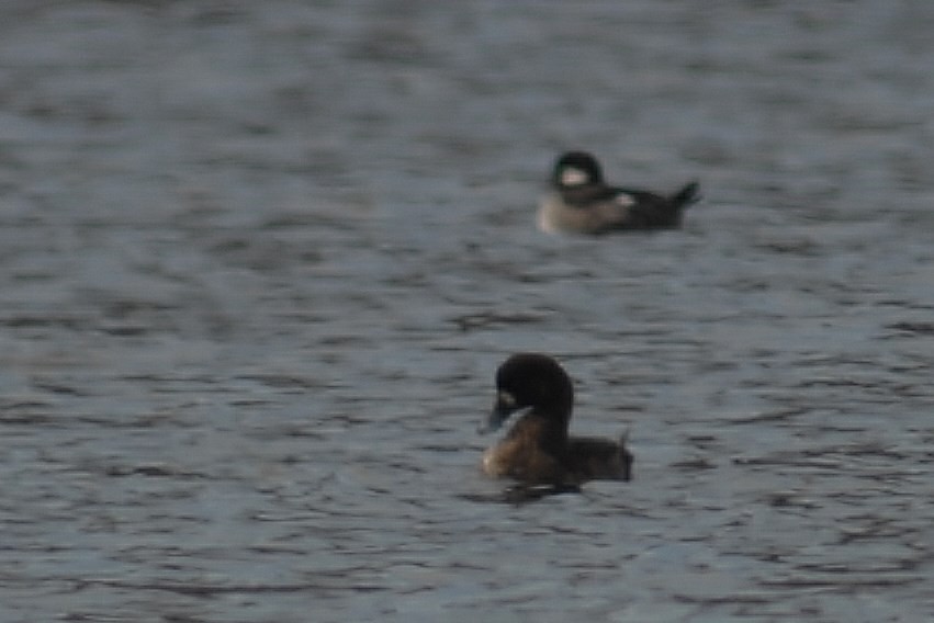 Lesser Scaup - ML25486781