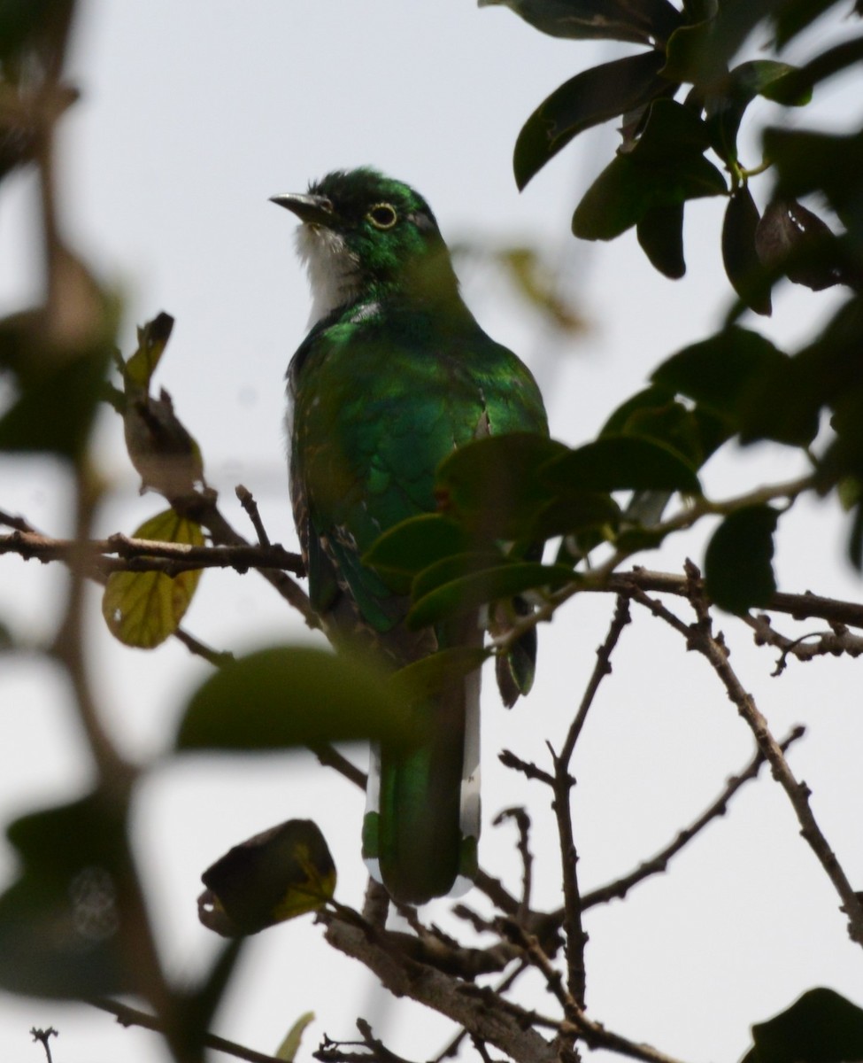 Klaas's Cuckoo - ML254867931