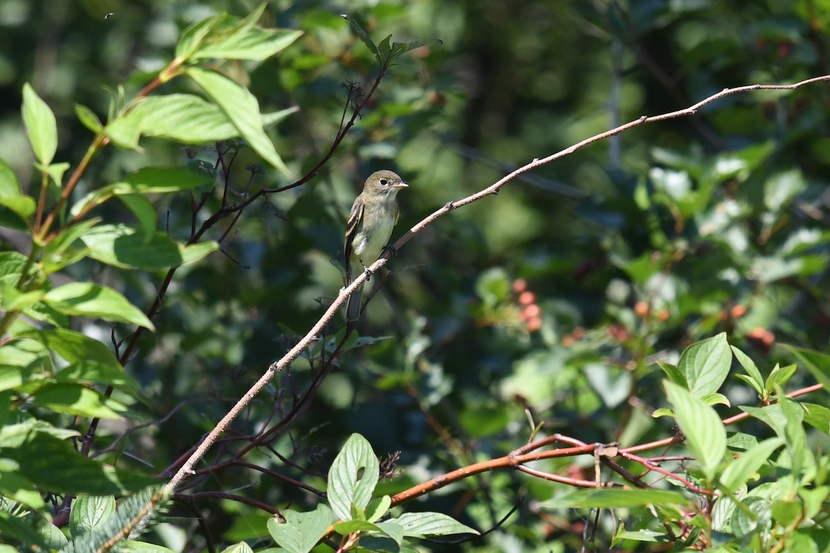 Least Flycatcher - Christiane Hébert