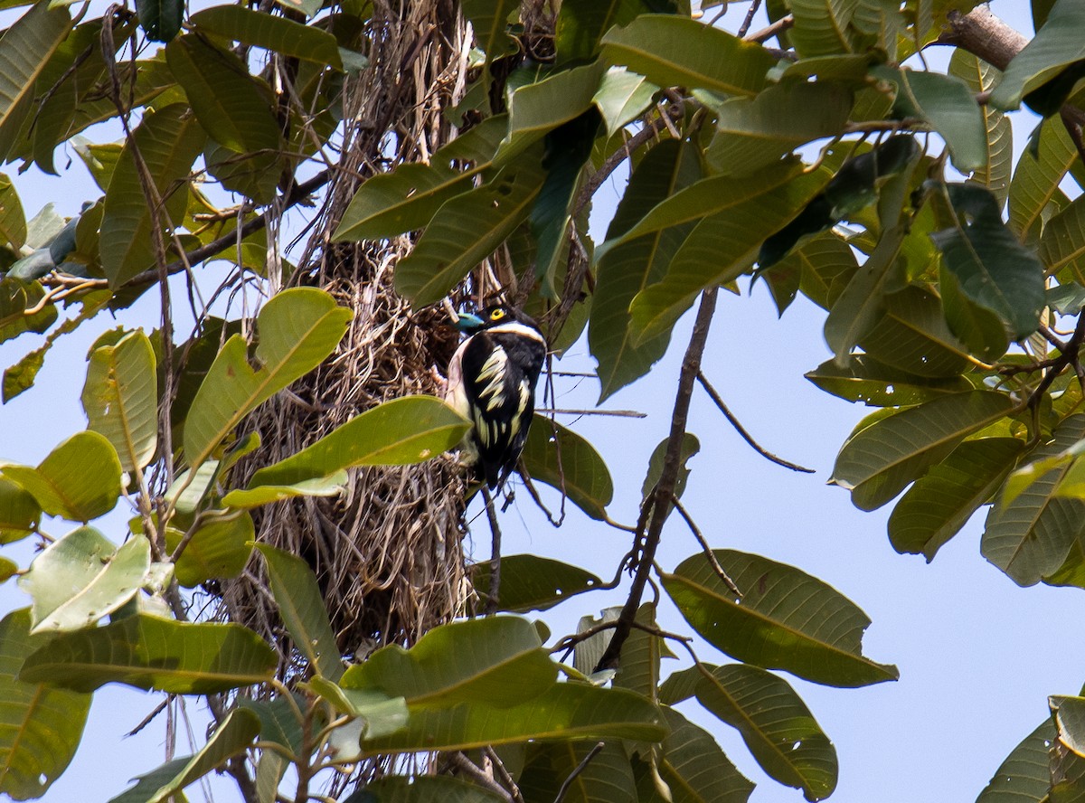 Black-and-yellow Broadbill - ML254868371