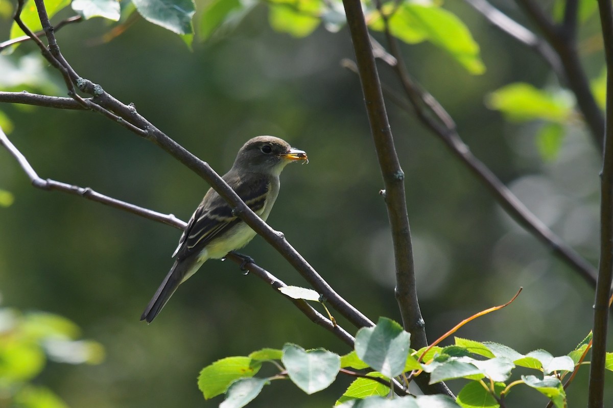 Least Flycatcher - Christiane Hébert