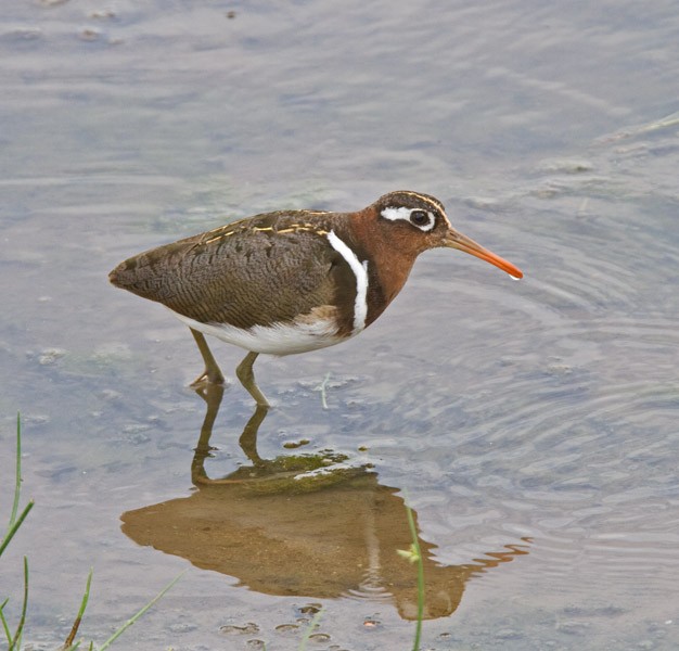 Greater Painted-Snipe - ML254869281