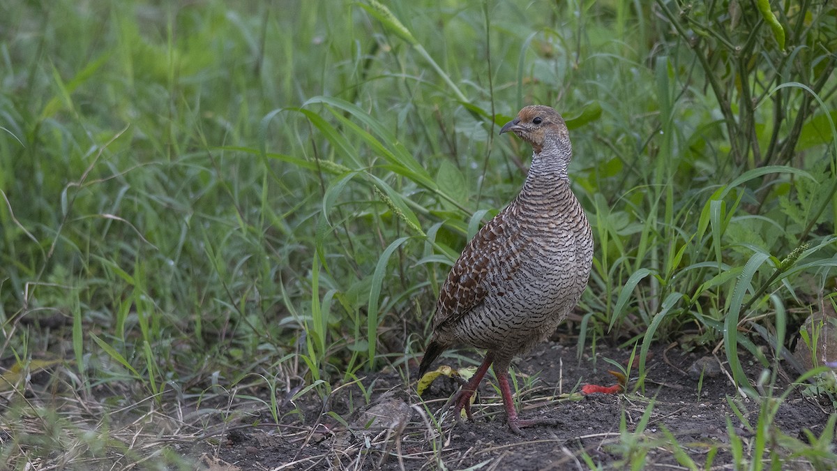 Gray Francolin - ML254869381