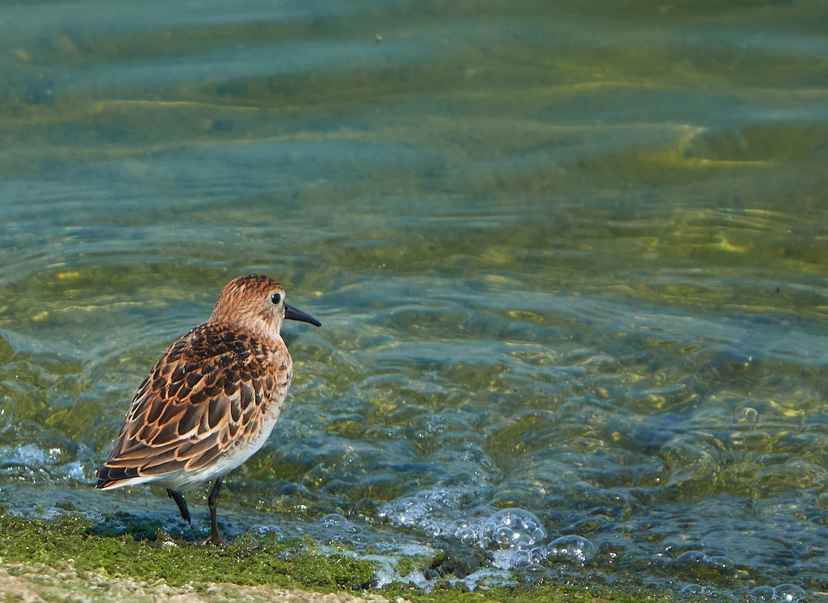 Alpenstrandläufer - ML254870571