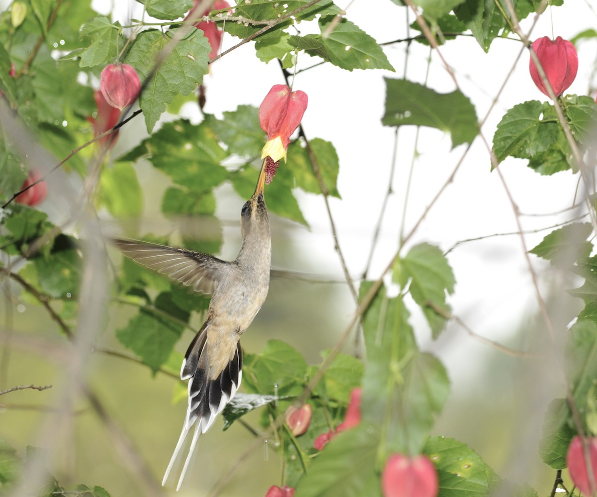 kolibřík šupinkohrdlý - ML254870811