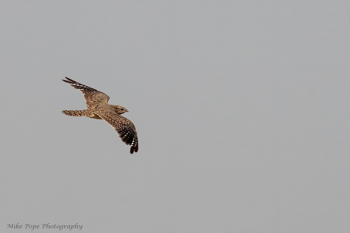 Egyptian Nightjar - ML254870971