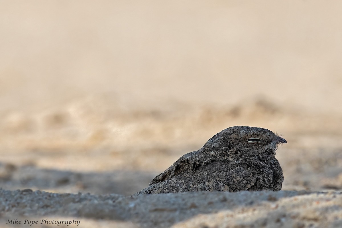 Egyptian Nightjar - Mike Pope