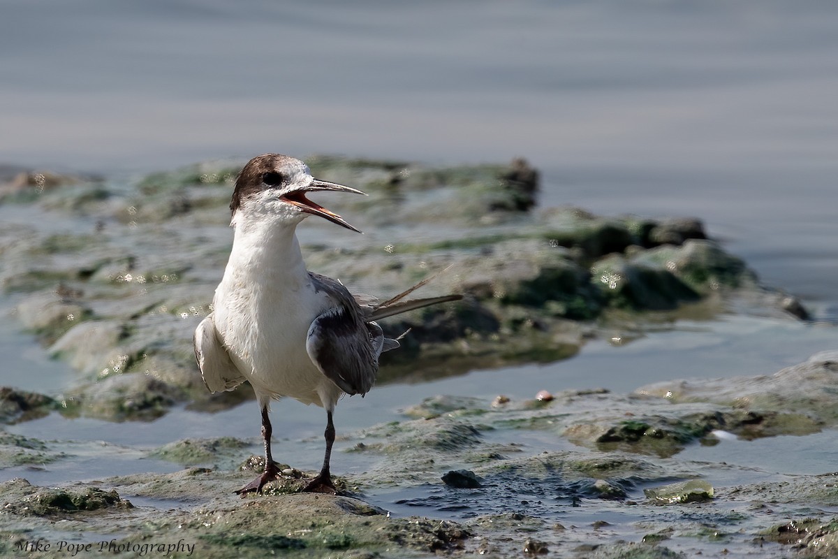 White-cheeked Tern - ML254871541