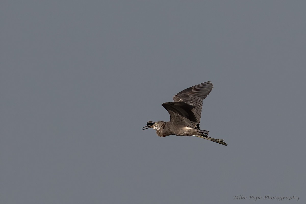 Western Reef-Heron (Eastern) - ML254871581