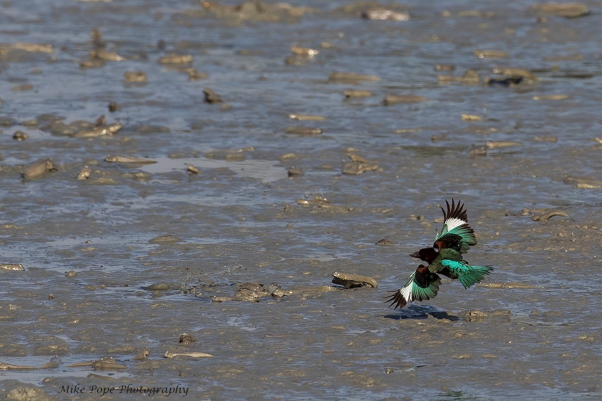 White-throated Kingfisher - ML254871631