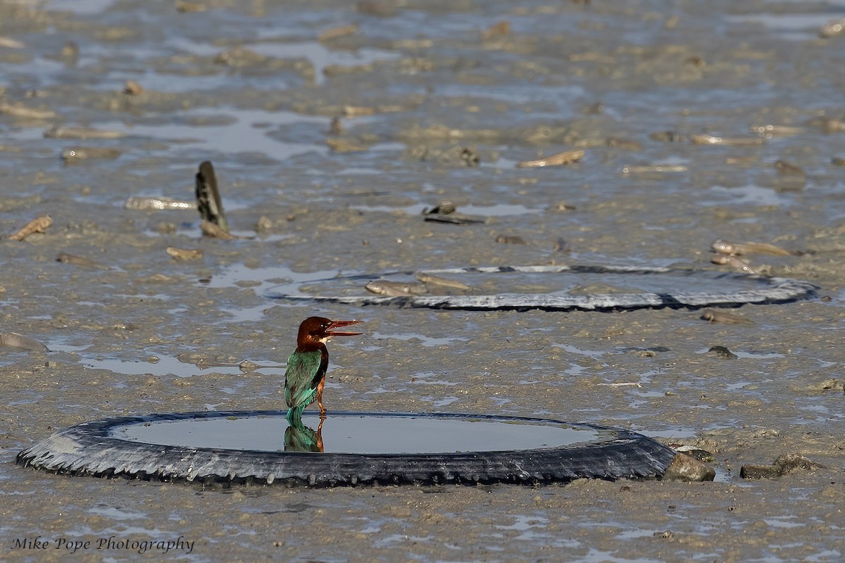 White-throated Kingfisher - ML254871641