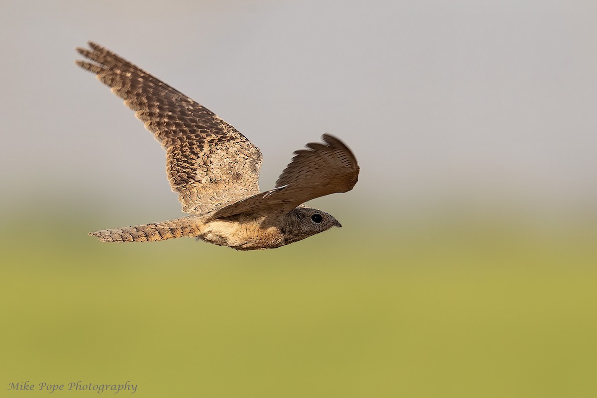 Egyptian Nightjar - ML254871781