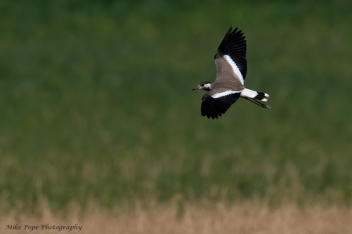 Red-wattled Lapwing - Mike Pope