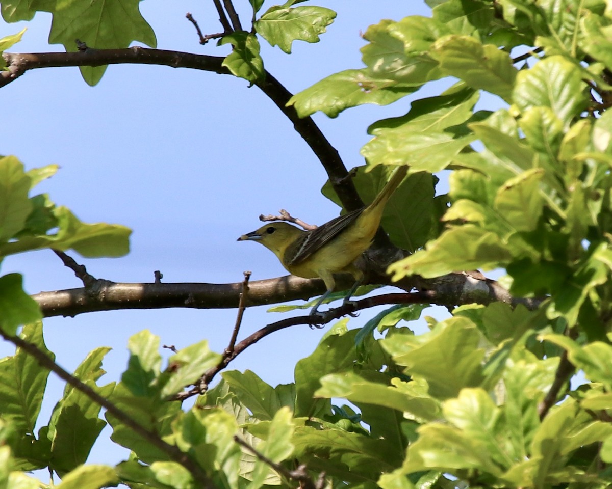 Orchard Oriole - ML254872091