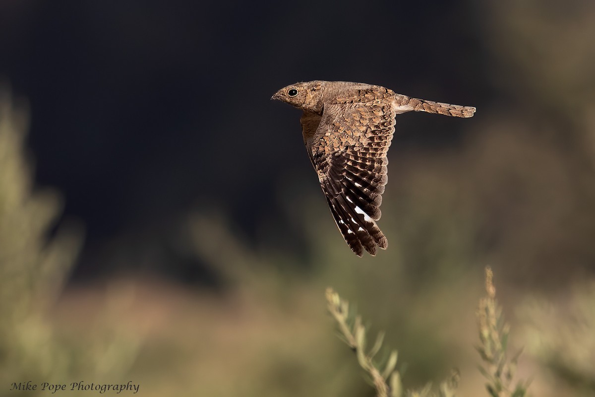 Egyptian Nightjar - ML254872551