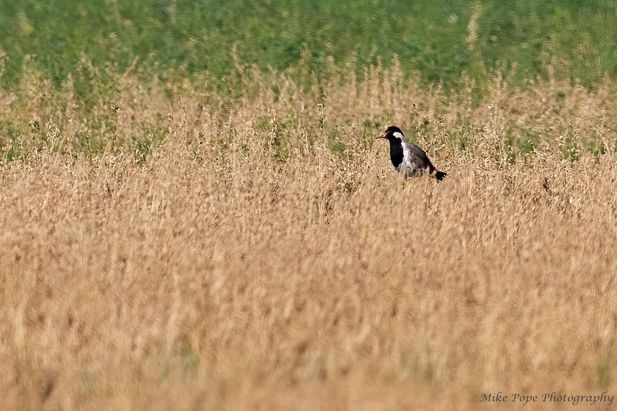 Red-wattled Lapwing - Mike Pope