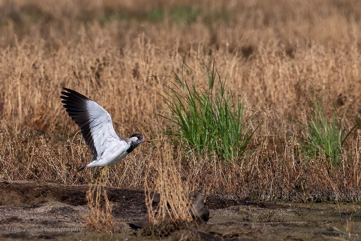 Red-wattled Lapwing - Mike Pope