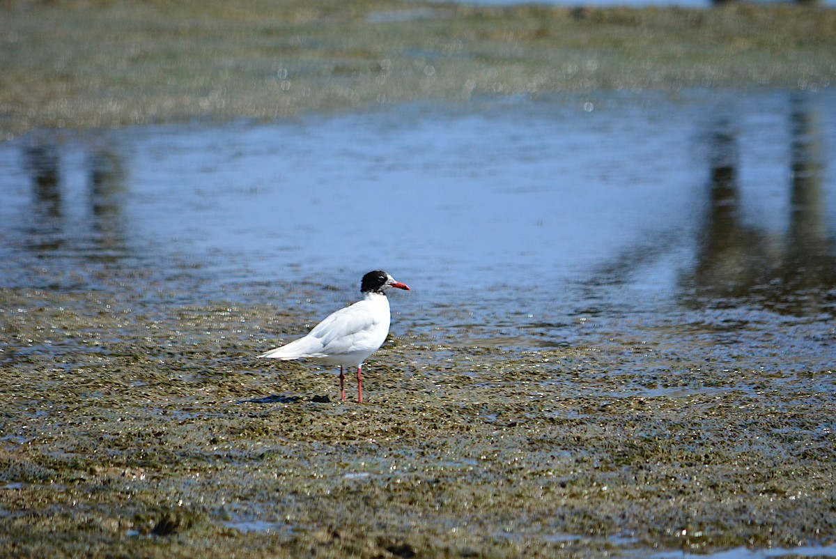 Gaviota Cabecinegra - ML254873421