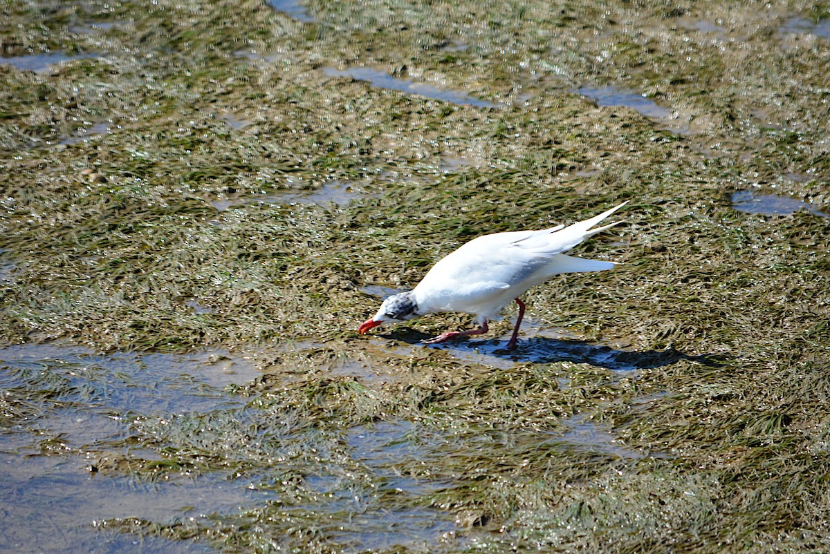 Mediterranean Gull - ML254873881