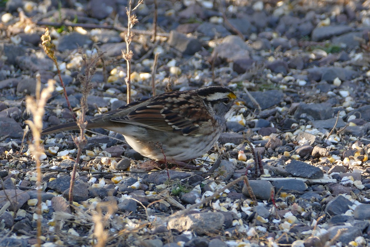 White-throated Sparrow - ML254873981