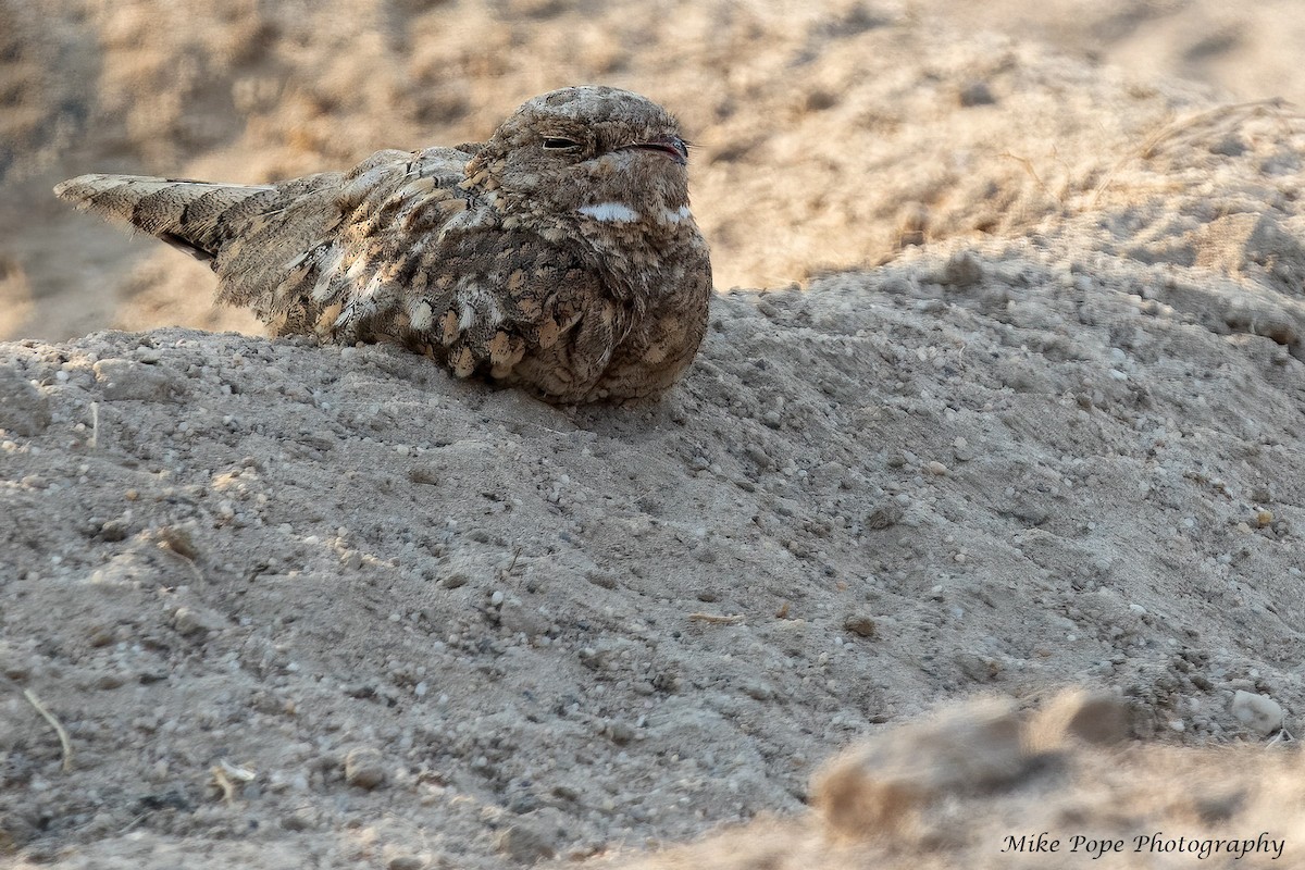 Egyptian Nightjar - ML254874081