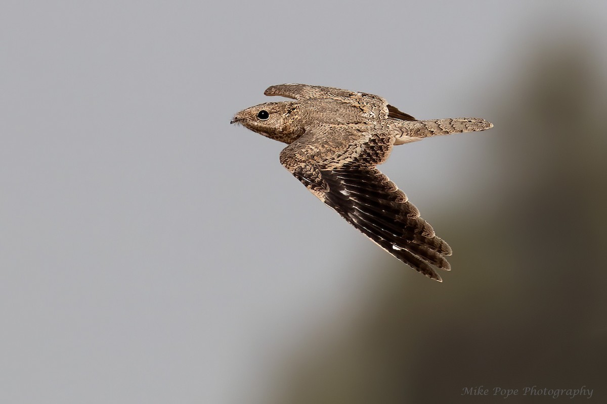 Egyptian Nightjar - ML254874891