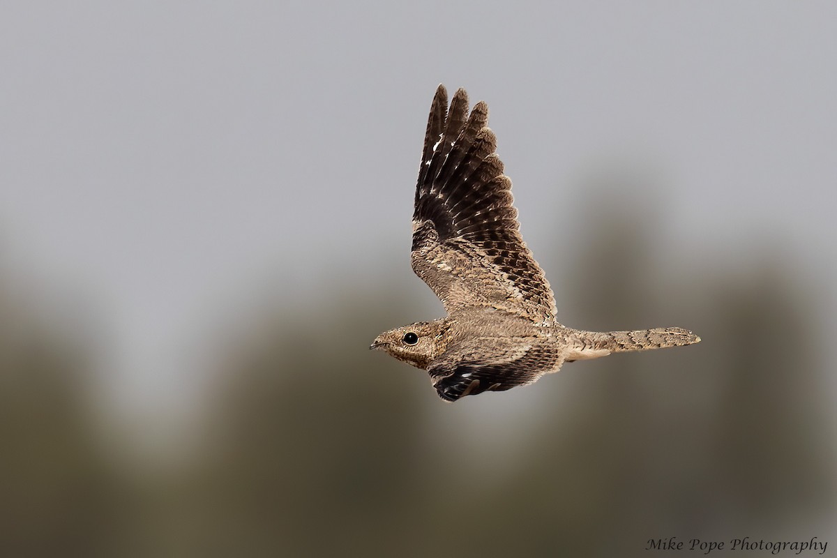 Egyptian Nightjar - ML254874901