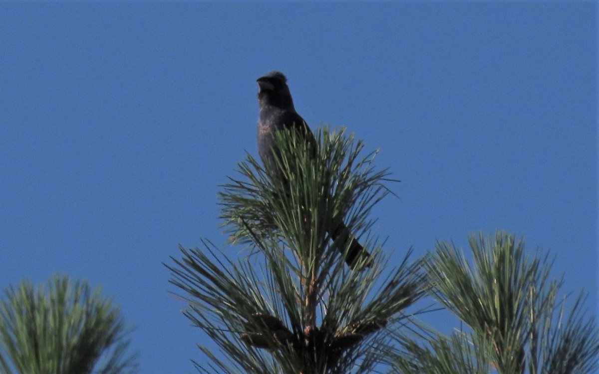 Blue Grosbeak - ML254876761