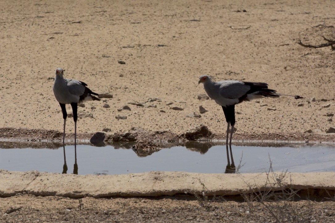 Secretarybird - ML254877111