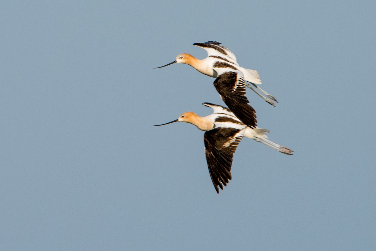American Avocet - Sue Barth