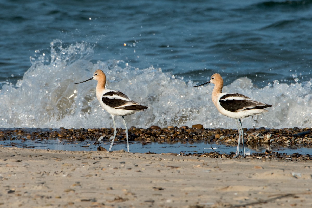 American Avocet - Sue Barth