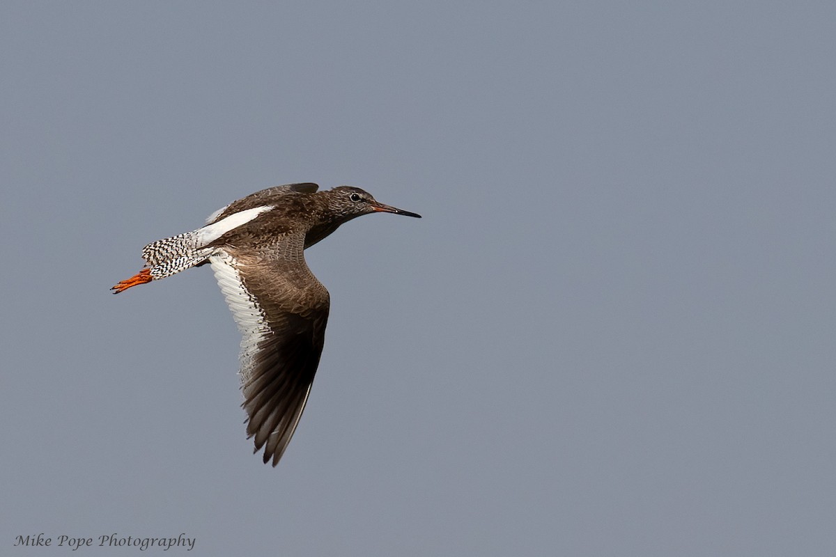 Common Redshank - Mike Pope
