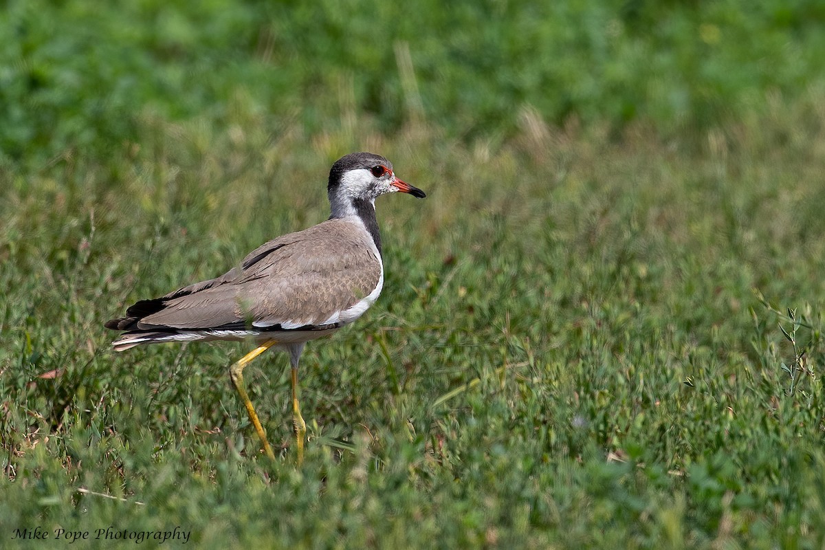 Red-wattled Lapwing - ML254879131