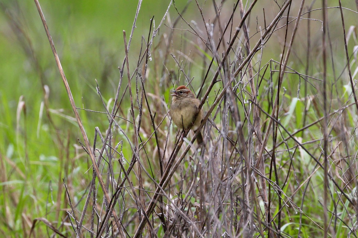 Rufous-crowned Sparrow - ML25487951