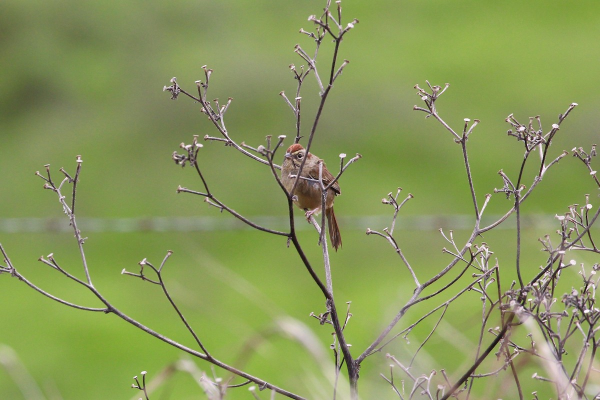 Rufous-crowned Sparrow - ML25487961