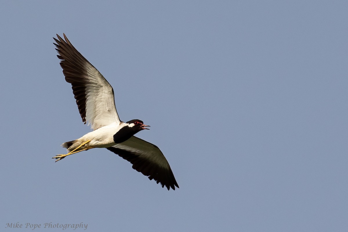 Red-wattled Lapwing - Mike Pope