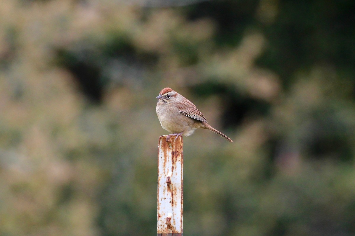 Rufous-crowned Sparrow - ML25487991