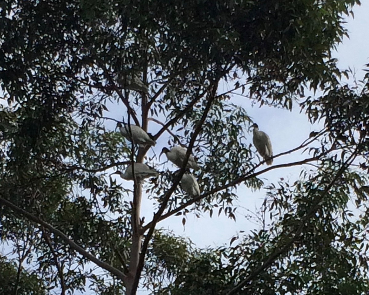 Australian Ibis - ML254880131