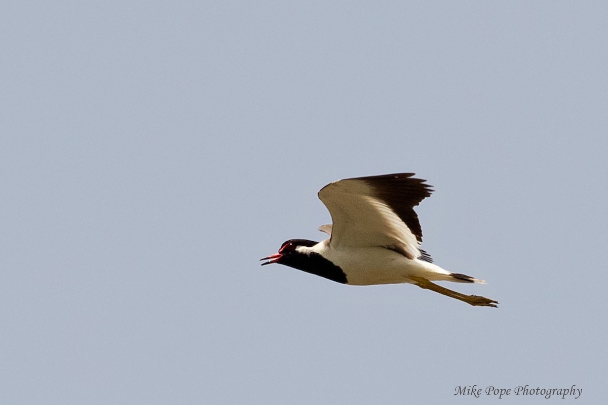 Red-wattled Lapwing - ML254881961