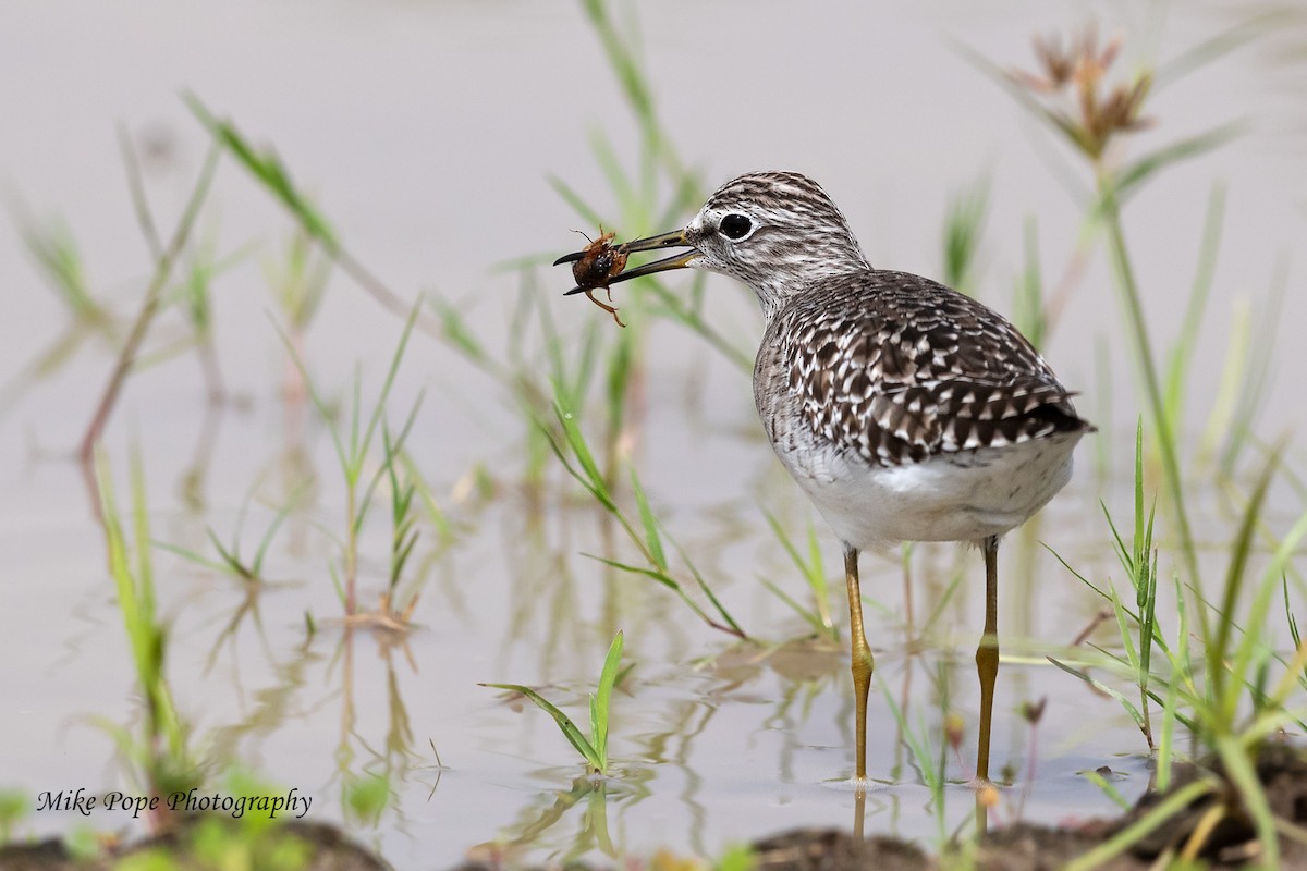 Bruchwasserläufer - ML254882391