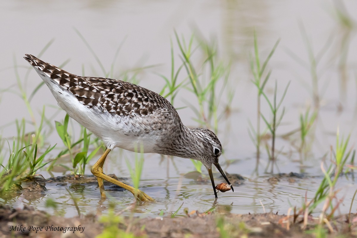 Bruchwasserläufer - ML254882401