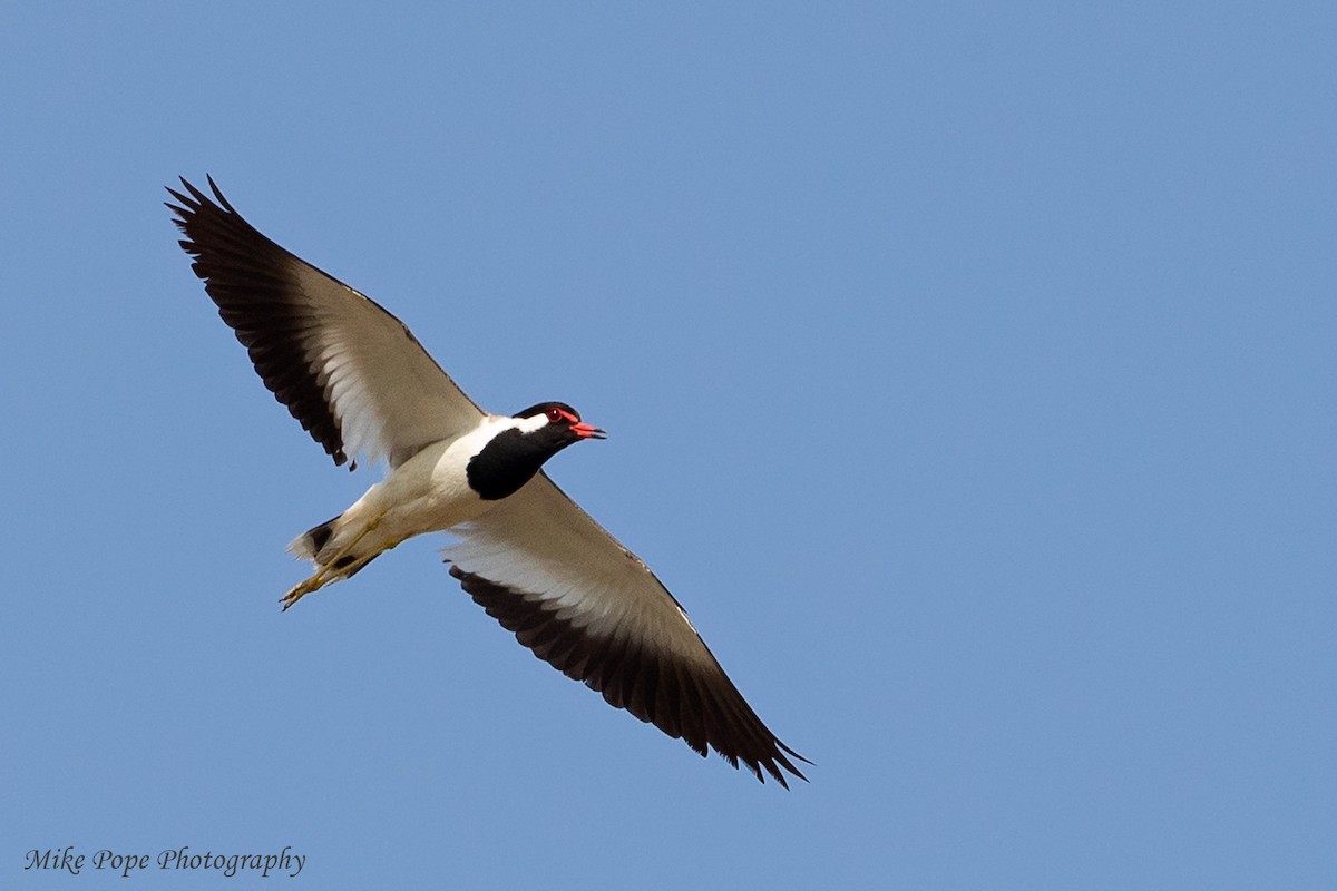 Red-wattled Lapwing - ML254882961