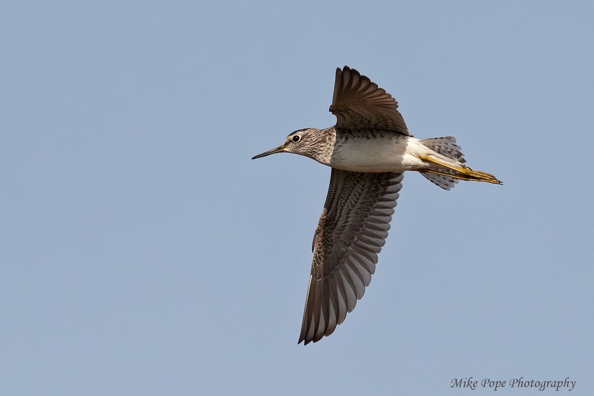 Bruchwasserläufer - ML254883051