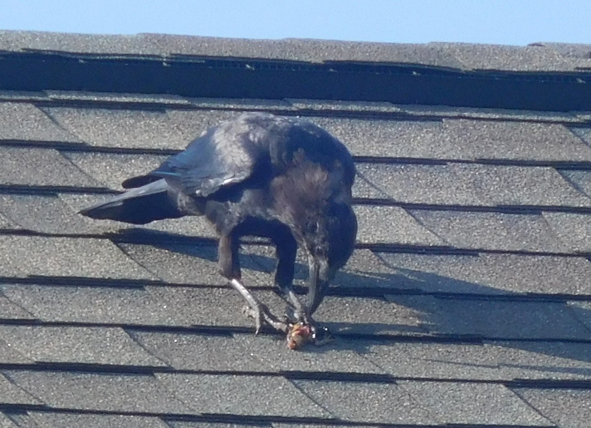 American Crow - LynnErla Beegle