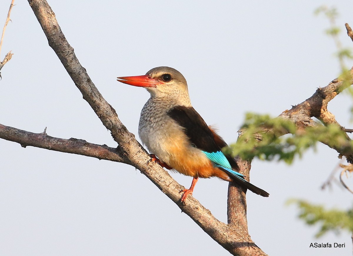 Gray-headed Kingfisher - Fanis Theofanopoulos (ASalafa Deri)