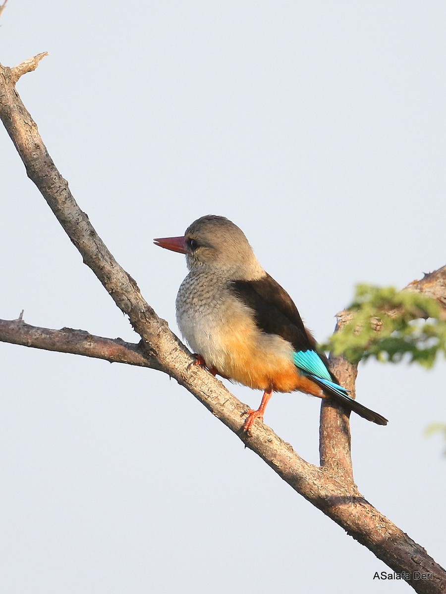 Gray-headed Kingfisher - ML254884241