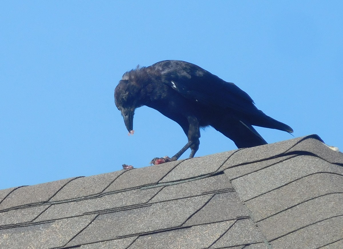 American Crow - ML254884291