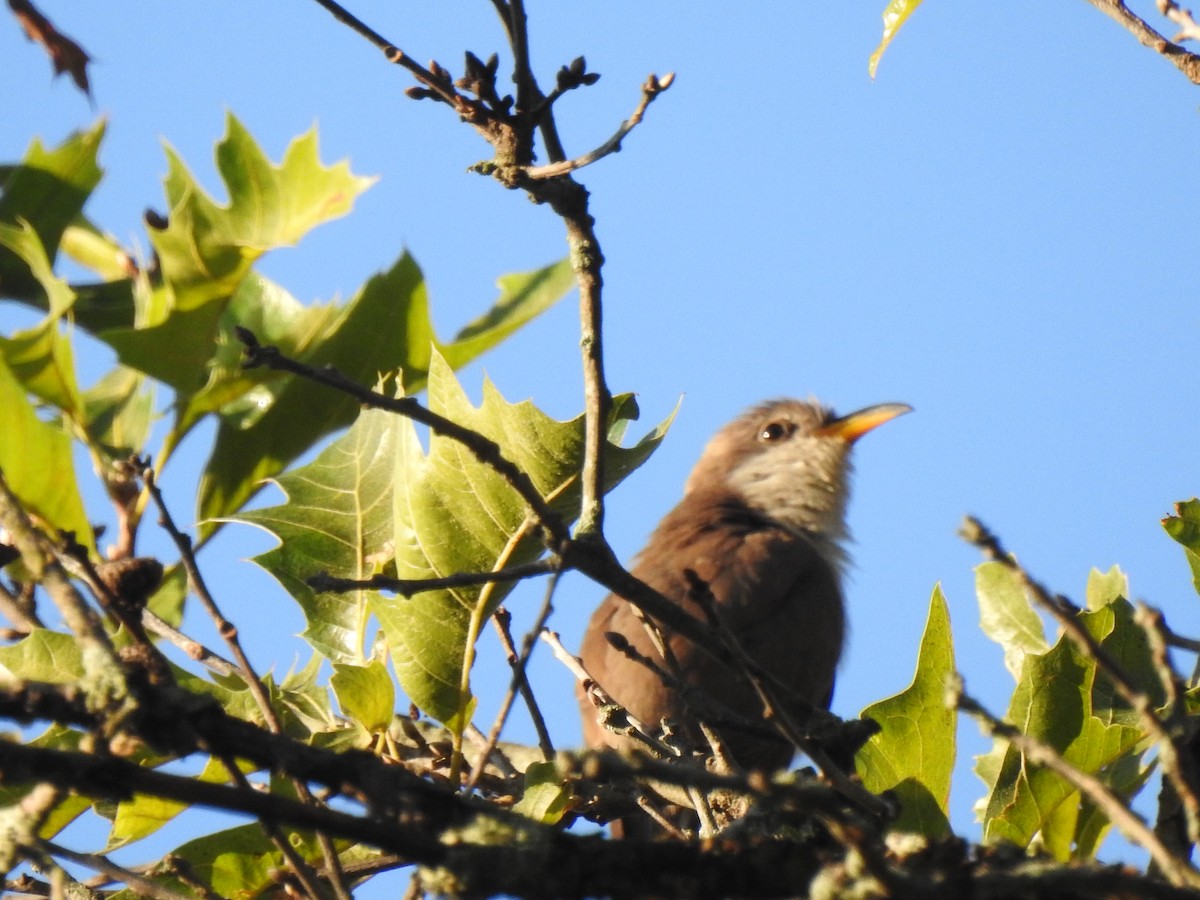 Yellow-billed Cuckoo - ML254885181