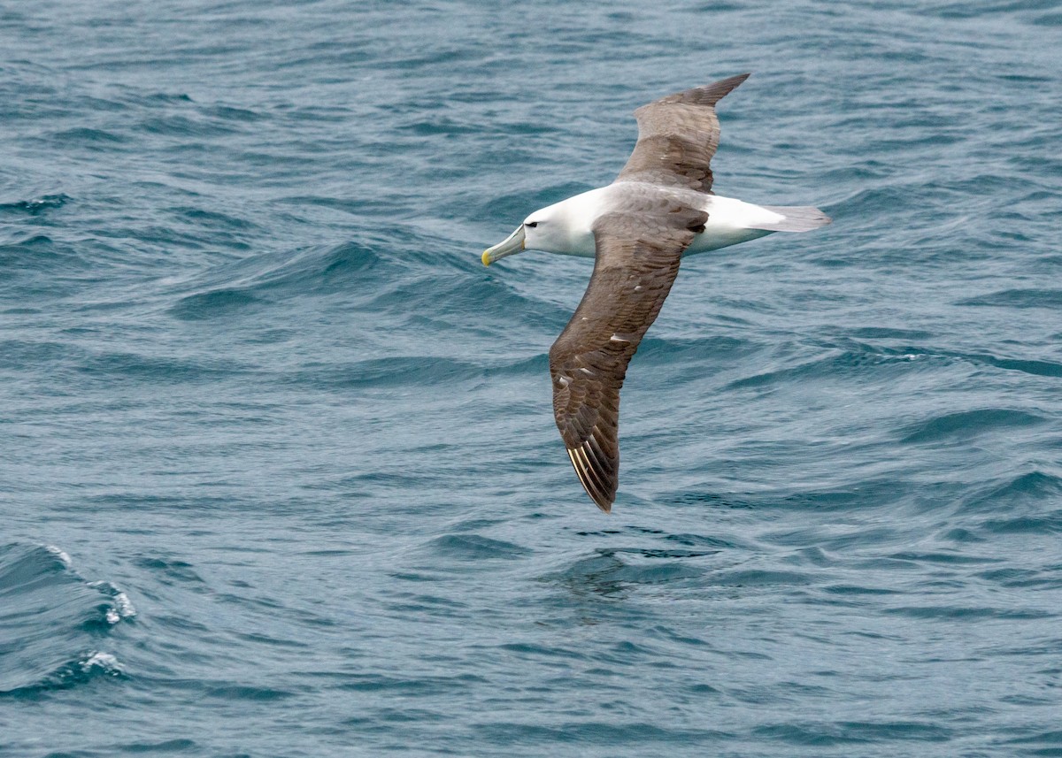 White-capped Albatross - ML254886031