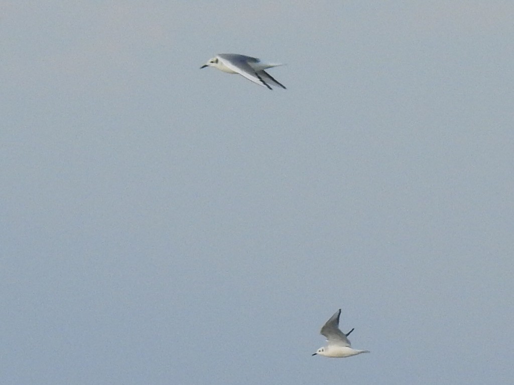 Bonaparte's Gull - ML254886991